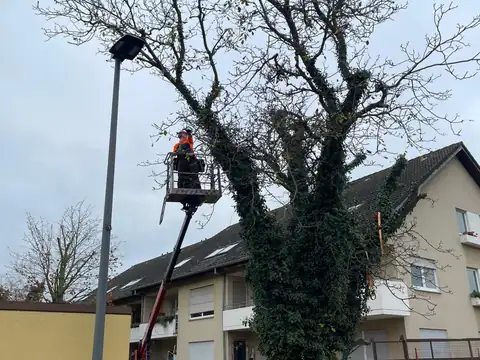 Baumpflege mit Hubsteiger an einem efeubewachsenen Baum