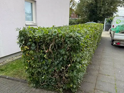 Formschnitt einer Hecke am Gehweg