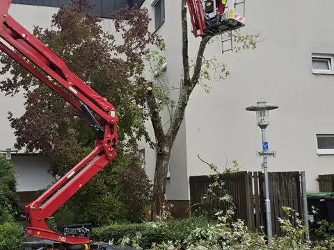 Baumschnitt mit Arbeitsbühne
