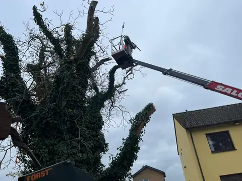 Rückschnitt eines großen Baumes mit Hubsteiger