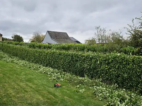 Geschnittene Hecke am Grundstücksrand