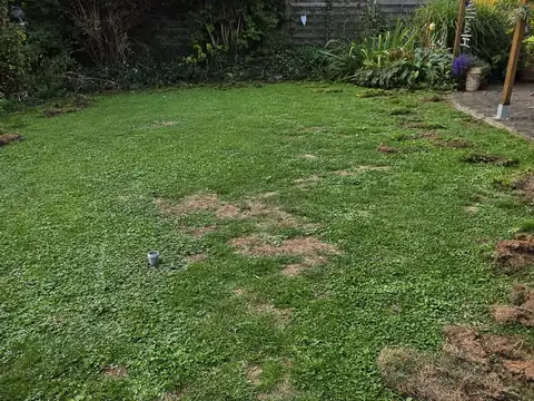 Rasenfläche im Garten