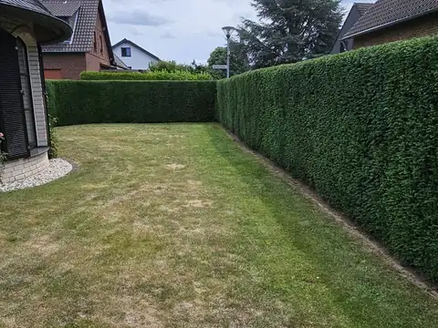 Rasen mit Hecke am Haus