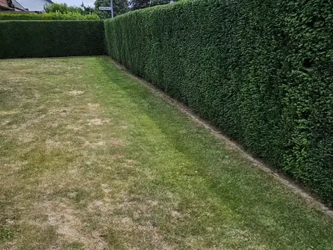 Rasen zwischen Hecken