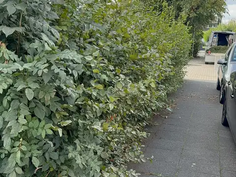 Hecke vor dem Rückschnitt