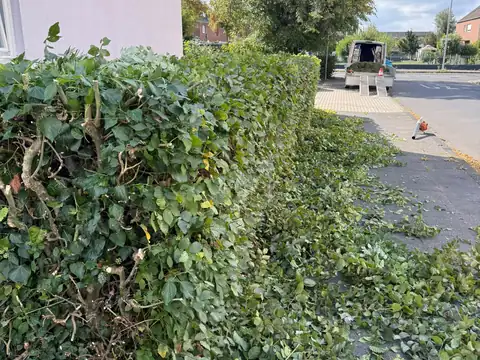 Heckenrückschnitt am Gehweg